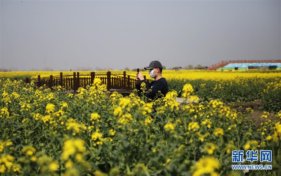 春真っ盛り、水郷を黃色く染める満開の菜の花畑　江蘇省興化市