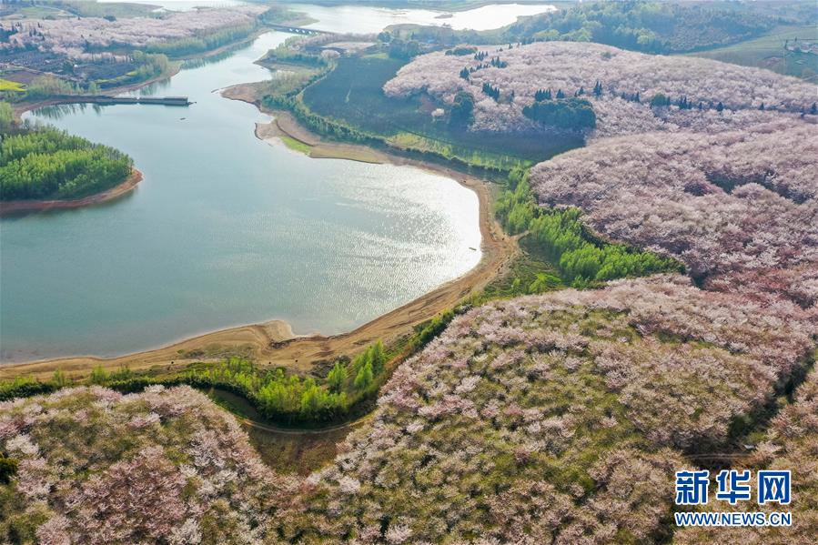 春分到來して桜が開花　貴州?桜花観光園