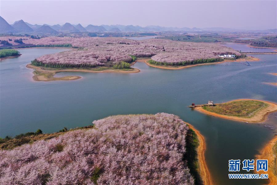 春分到來して桜が開花　貴州?桜花観光園