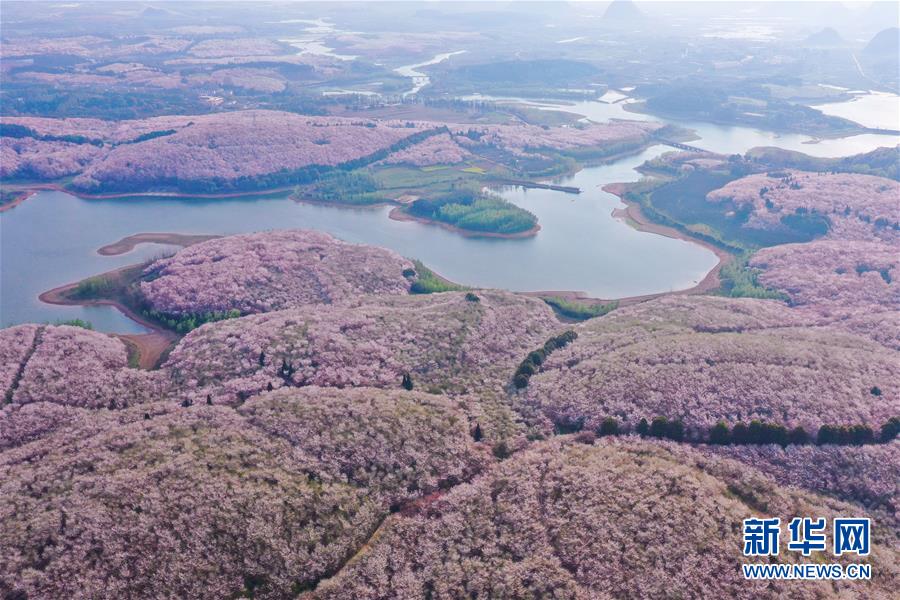 春分到來(lái)して桜が開(kāi)花　貴州?桜花観光園
