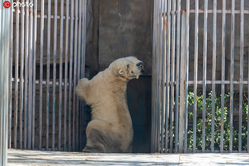會(huì)いたかったよ！パンダと再會(huì)喜ぶ來園者たち　北京動(dòng)物園が一般開放再開