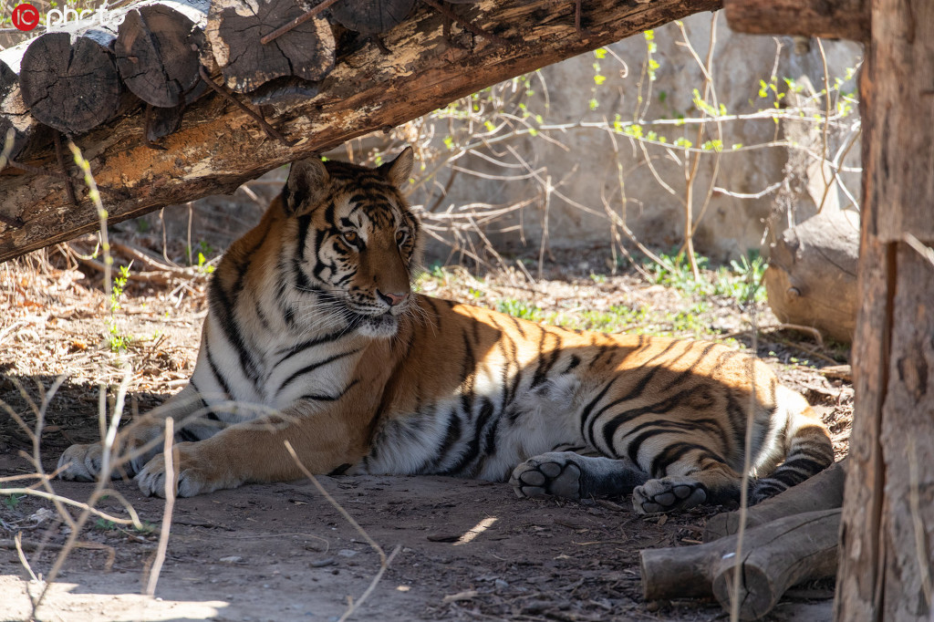 會いたかったよ！パンダと再會喜ぶ來園者たち　北京動物園が一般開放再開