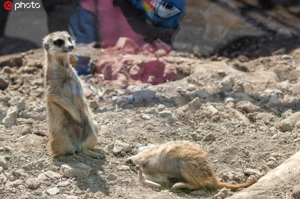 會(huì)いたかったよ！パンダと再會(huì)喜ぶ來(lái)園者たち　北京動(dòng)物園が一般開(kāi)放再開(kāi)