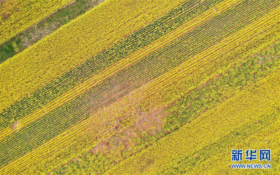3月21日、河南省滎陽市汜水鎮(zhèn)に広がる「花の?！梗ē丧愆`ンによる撮影?馮大鵬）。