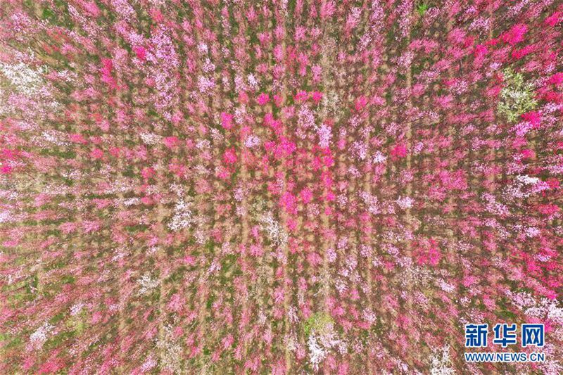 一面に広がる色鮮やかな「花の?！埂『幽鲜?></a></td></tr><tr><td class=