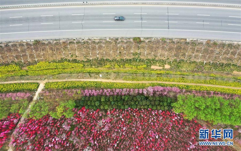 一面に広がる色鮮やかな「花の海」　河南省