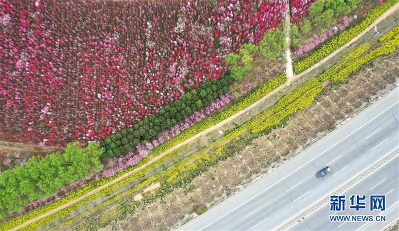 一面に広がる色鮮やかな「花の?！埂『幽鲜?></td></tr><tr><td class=