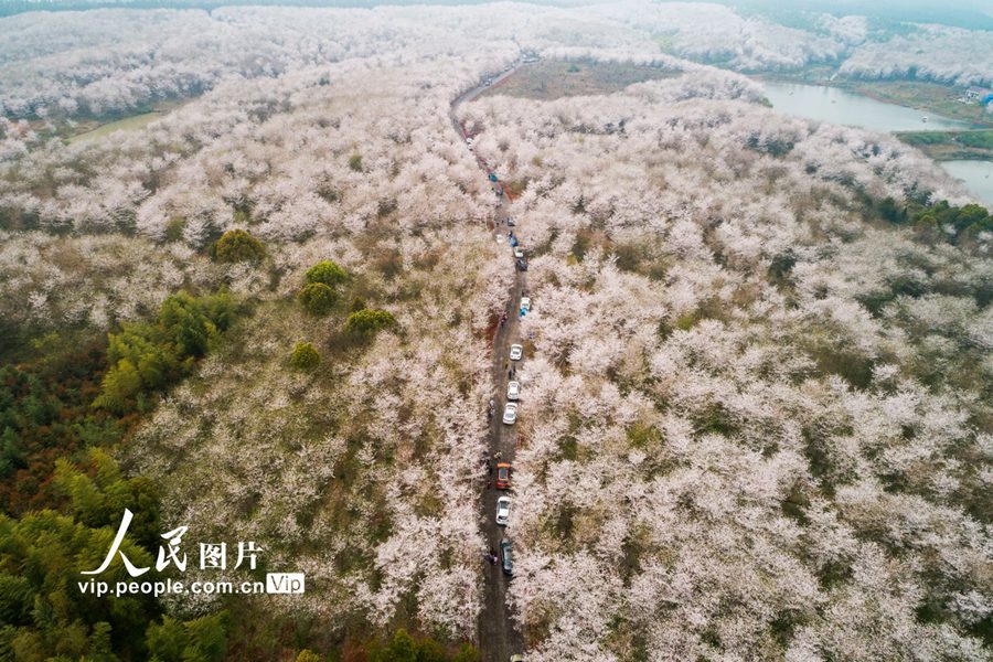 桜の花が咲きほこり、一帯がピンク色に染まった安徽省宣城市