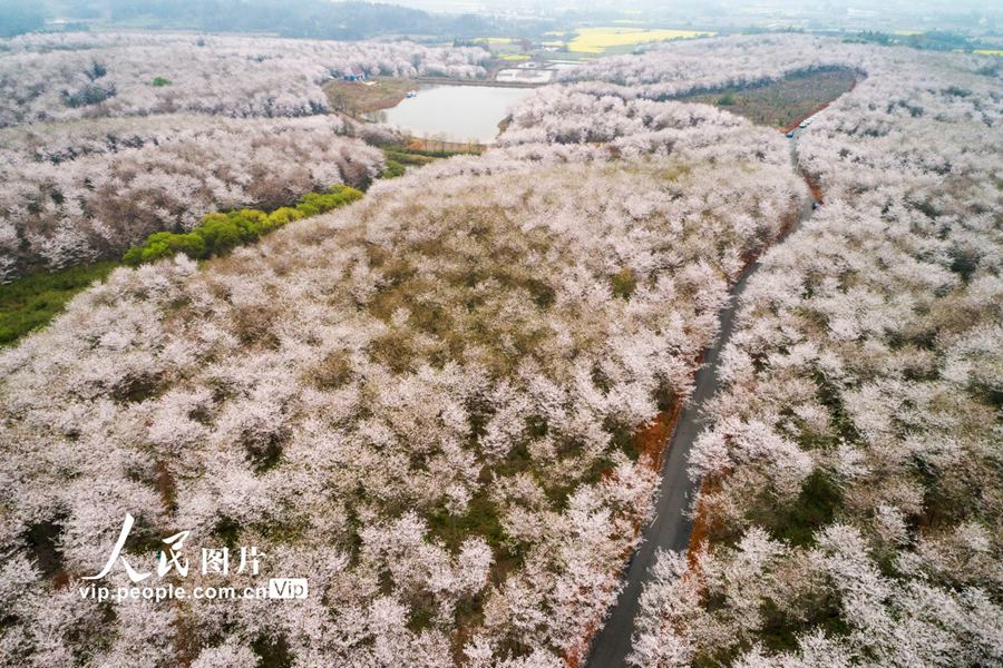 桜の花が咲きほこり、一帯がピンク色に染まった安徽省宣城市