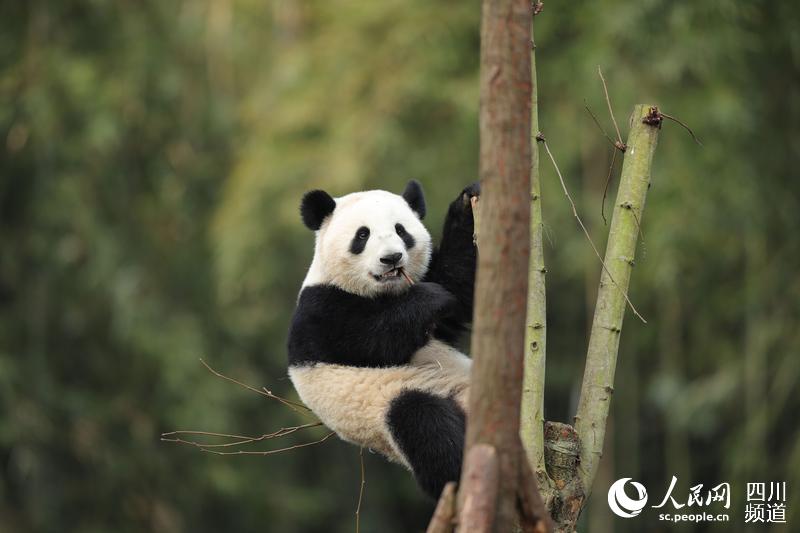 成都ジャイアントパンダ基地営業(yè)再開！今年初めて誕生した雙子の赤ちゃんも公開