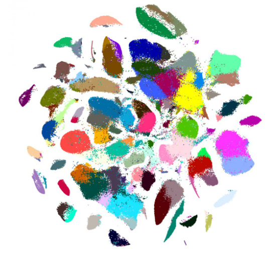 中國の科學者、ヒトの細胞マップを作成