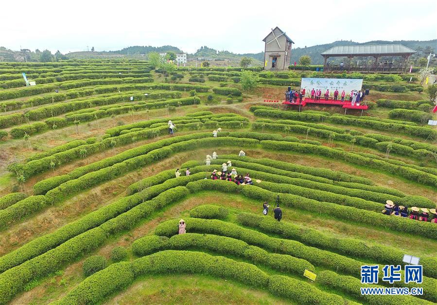 福州市の春茶祭り、オンラインで開催　お茶の楽しみを體験