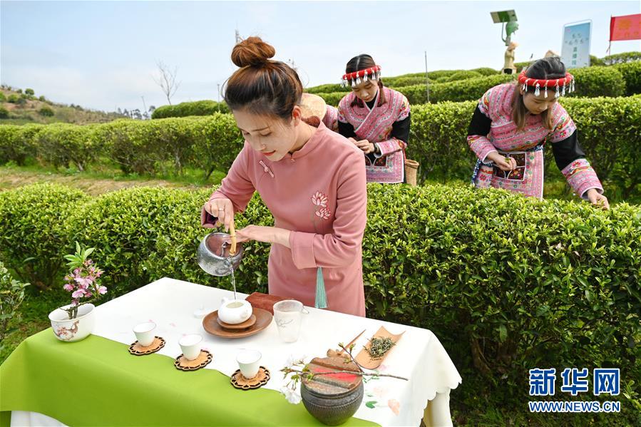 福州市の春茶祭り、オンラインで開催　お茶の楽しみを體験
