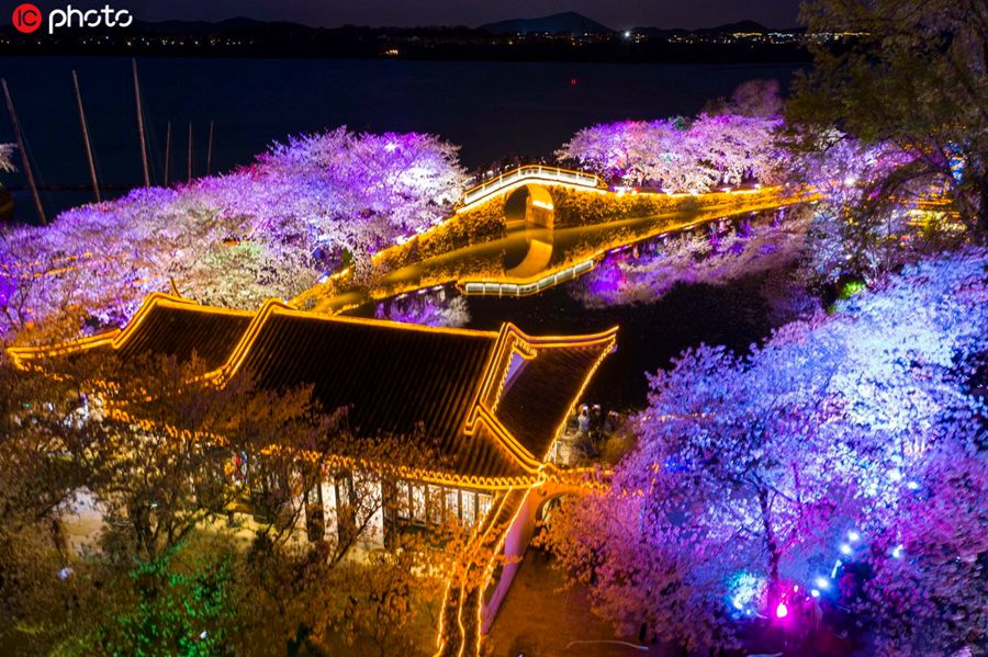 ライトアップされた幻想的な美しさで人々を魅了！江蘇無錫市太湖の夜桜