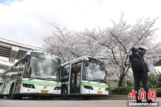 上海南浦大橋下のサクラが満開(kāi)に