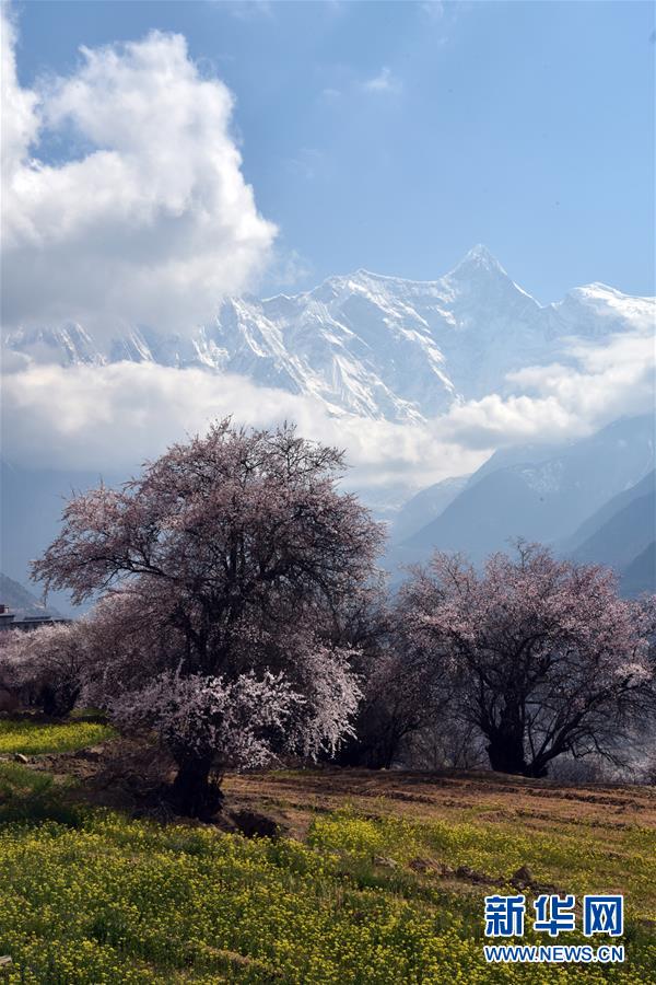 ヤルツァンポ大峽谷に春到來(lái)！　チベット