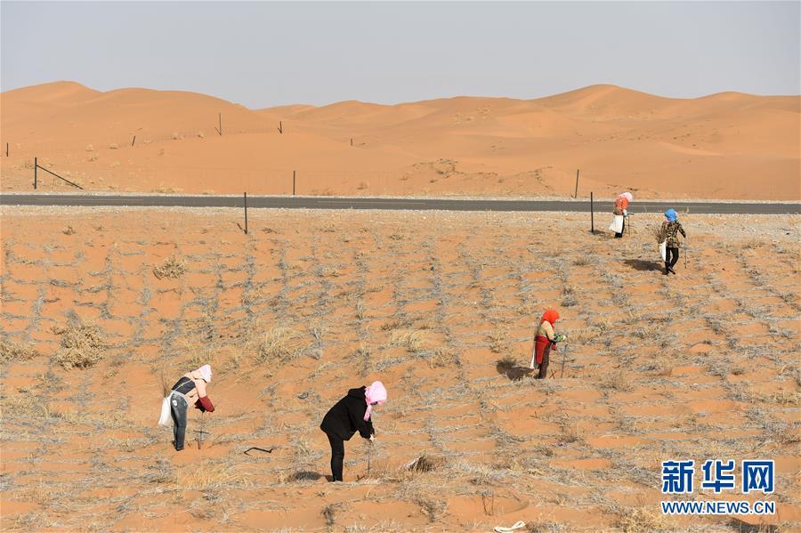 トングリ砂漠、砂漠化対策に勤しむ労働者