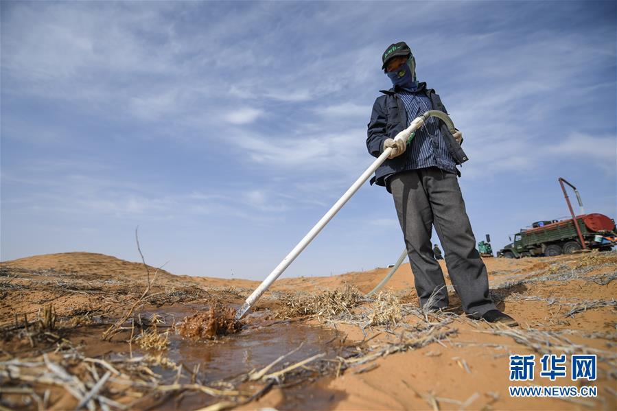 トングリ砂漠、砂漠化対策に勤しむ労働者