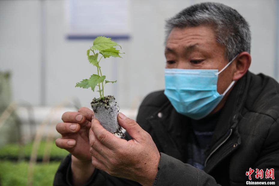 貴州省、カジノキの苗栽培に勤しむ