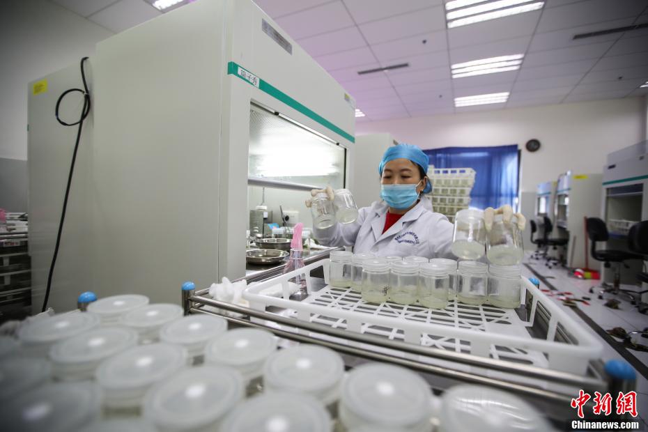 貴州省、カジノキの苗栽培に勤しむ