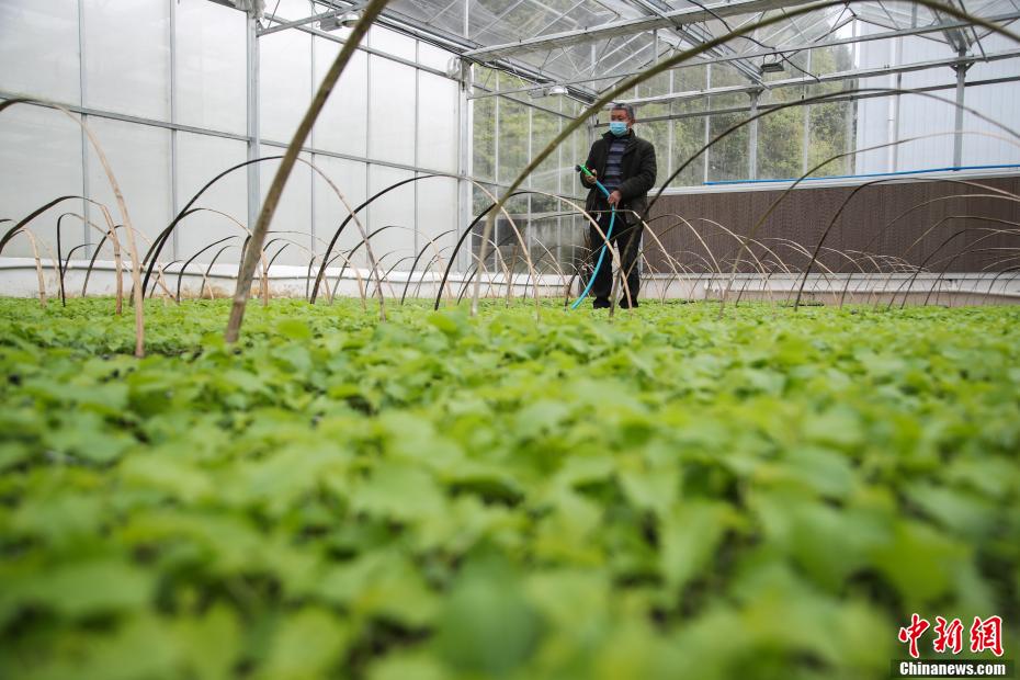 貴州省、カジノキの苗栽培に勤しむ