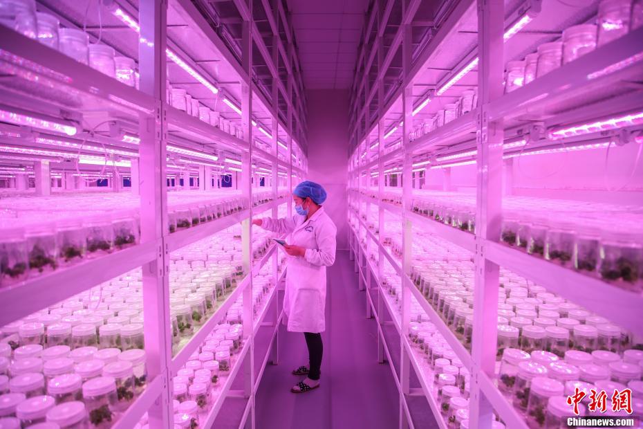 貴州省、カジノキの苗栽培に勤しむ