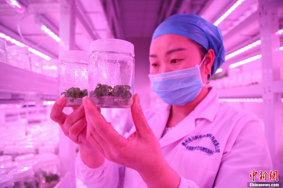 貴州省、カジノキの苗栽培に勤しむ