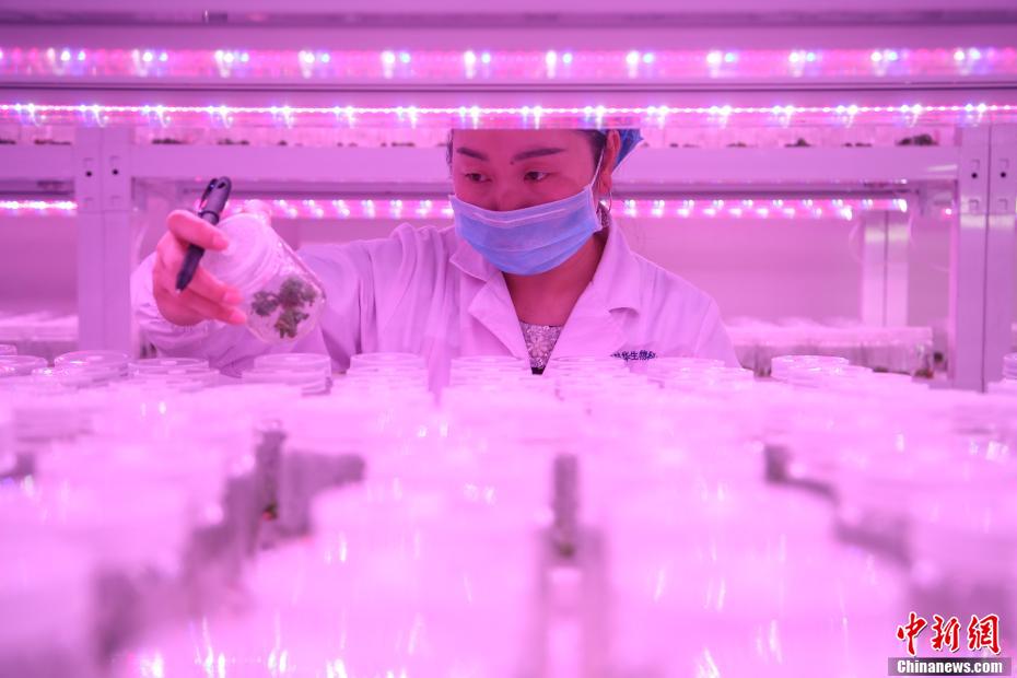 貴州省、カジノキの苗栽培に勤しむ