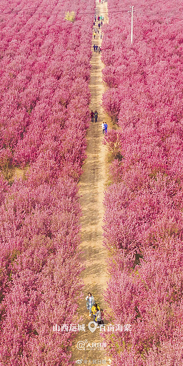 全部デスクトップの壁紙に使いたい！中國各地の清明節(jié)の春景色