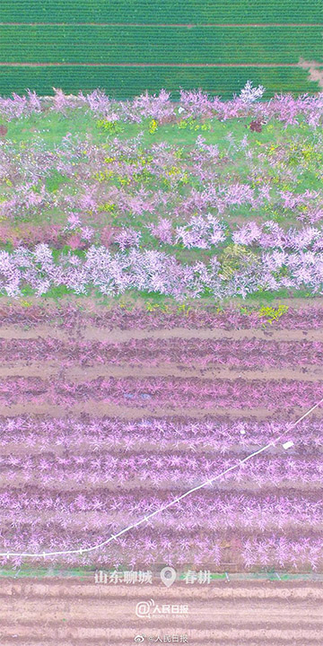 全部デスクトップの壁紙に使いたい！中國(guó)各地の清明節(jié)の春景色