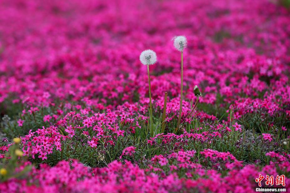 「カラフルな絨毯」白馬湖の芝桜が満開に　江蘇省