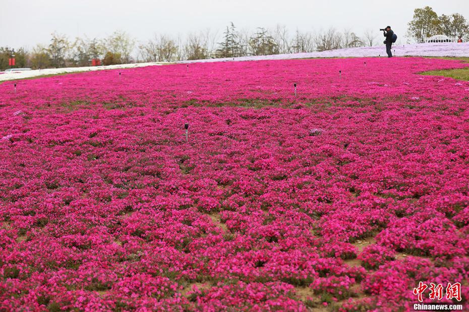 「カラフルな絨毯」白馬湖の芝桜が満開(kāi)に　江蘇省