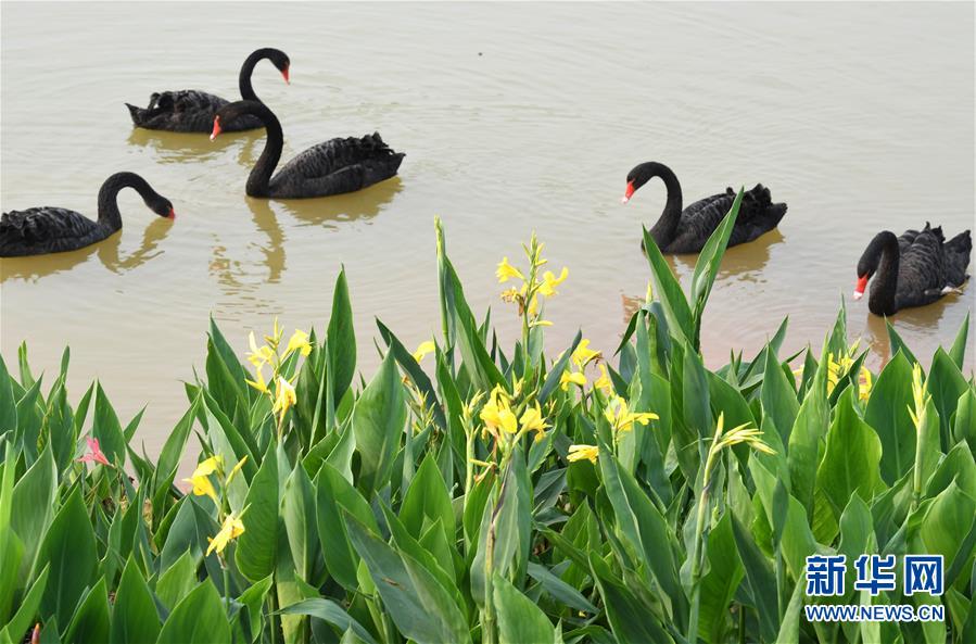 園內(nèi)に溢れる春景色 広西?南寧園博園