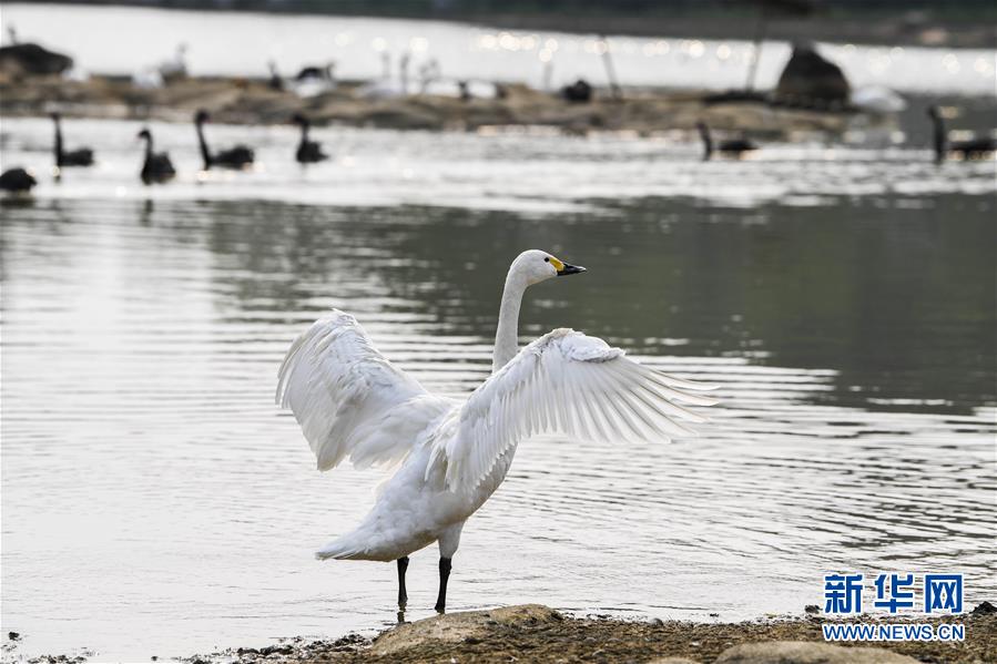 園內(nèi)に溢れる春景色 広西?南寧園博園