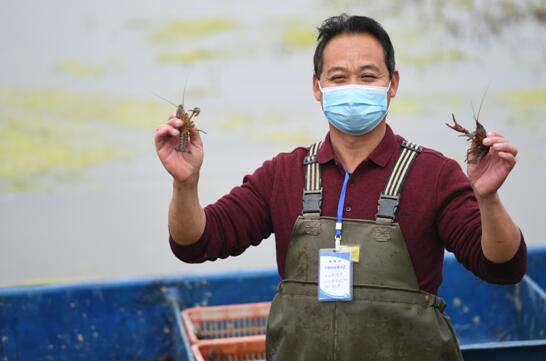 湖北省のザリガニが屆いた！　今年はオンライン売上が4割