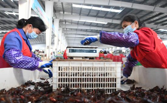 湖北省のザリガニが屆いた！　今年はオンライン売上が4割