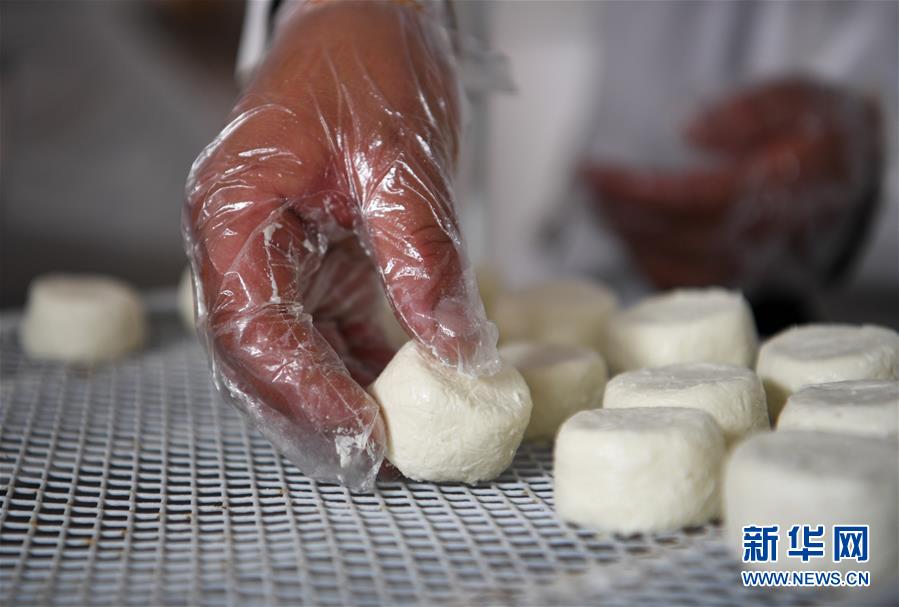 4月13日、奶疙瘩を作る穆英臺畜産品加工農(nóng)民専業(yè)合作社の従業(yè)員（撮影?宋彥樺）。