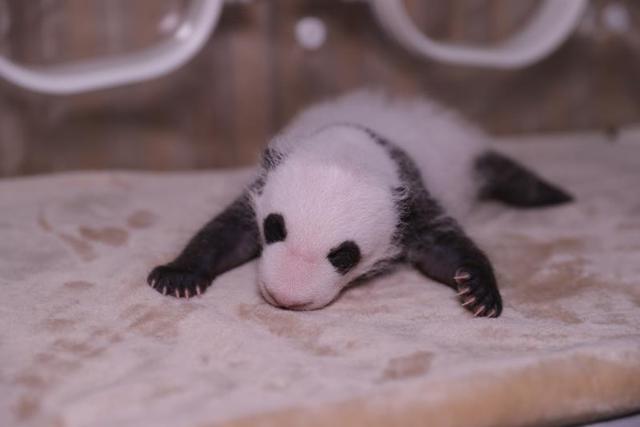 「こんにちは！パンダの熱乾麺です」雙子の名前発表