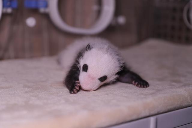 「こんにちは！パンダの熱乾麺です」雙子の名前発表