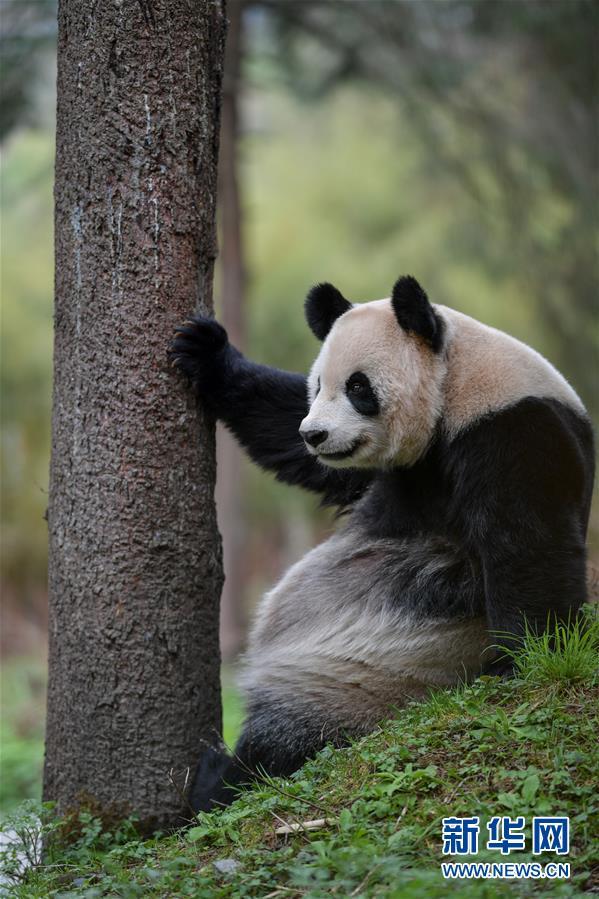 パンダの野生復(fù)帰訓(xùn)練の様子とは？