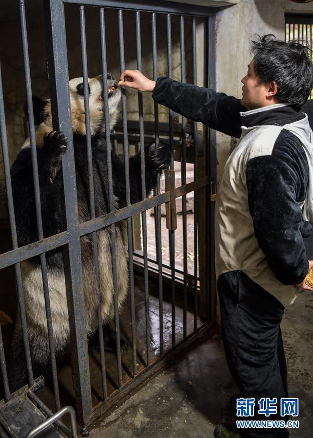 パンダの野生復(fù)帰訓(xùn)練の様子とは？