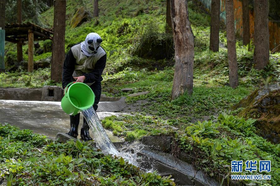 パンダの野生復(fù)帰訓(xùn)練の様子とは？