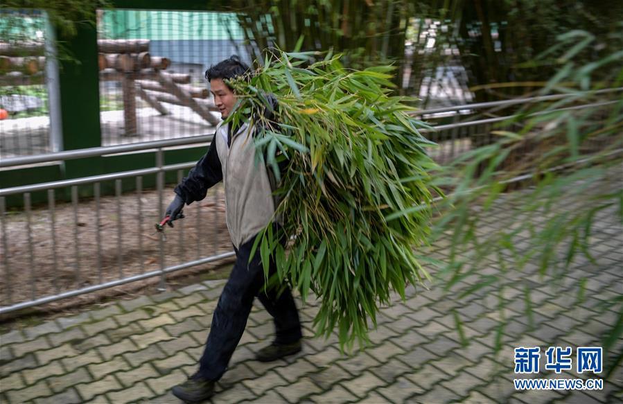 パンダの野生復帰訓練の様子とは？