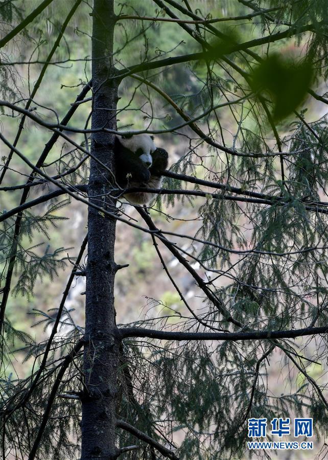 パンダの野生復(fù)帰訓(xùn)練の様子とは？