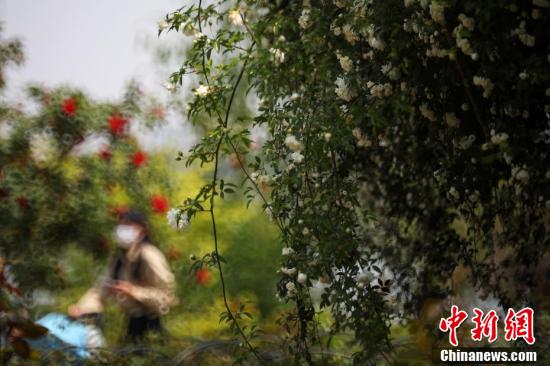 まるで「滝」のように咲き誇る花々　江蘇省南京玄武湖畔