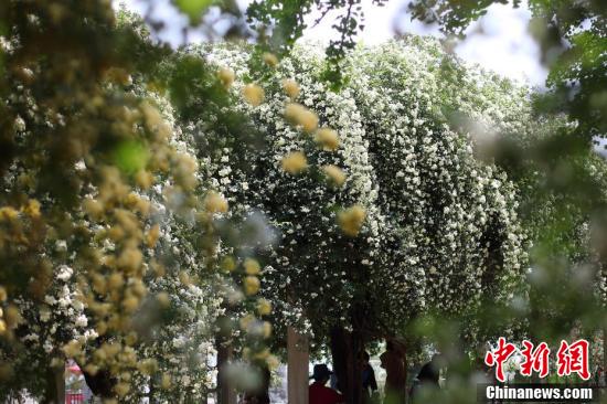 まるで「滝」のように咲き誇る花々　江蘇省南京玄武湖畔