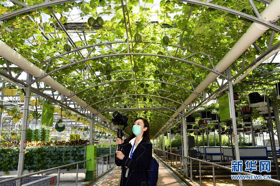 壽光菜博會(huì)をオンライン開(kāi)催　山東省