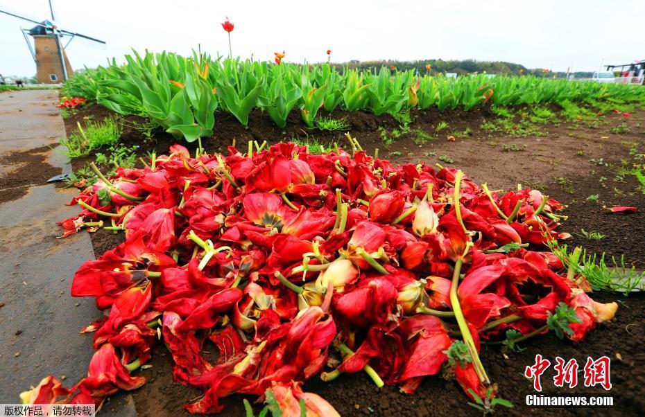 日本千葉県でチューリップ80萬本刈り取り　來場(chǎng)者集中を阻止