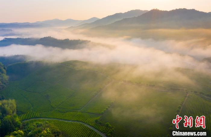 緑うるわしい有機栽培茶畑に白くたなびく霧のベール　江西省婺源