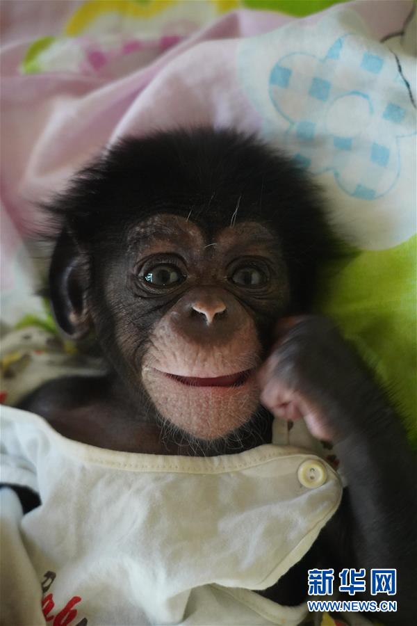 南昌動物園のかわいい赤ちゃん動物たち　江西省